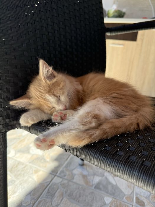 Подарявам две малки котенца
