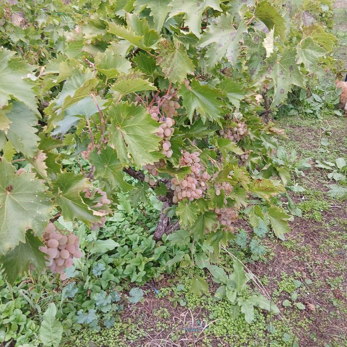 De vânzare struri de masă albi