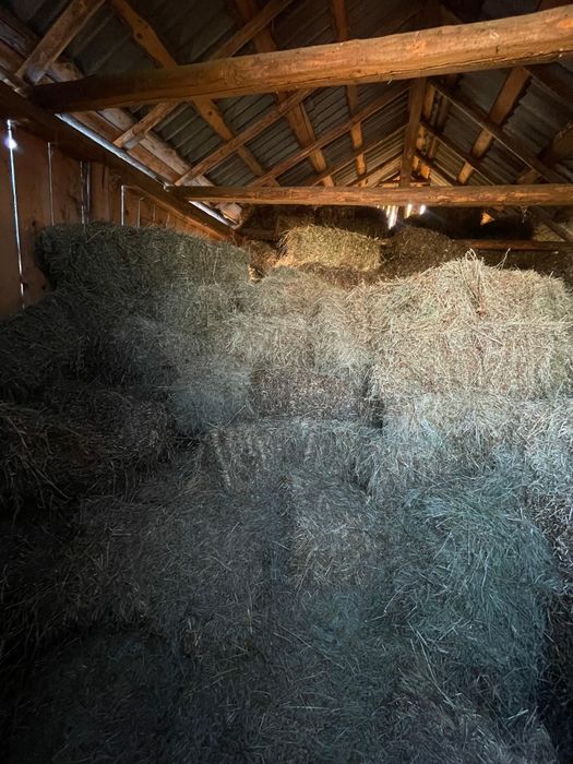 Vând 300 de baloti de trifoi și 300 de fân