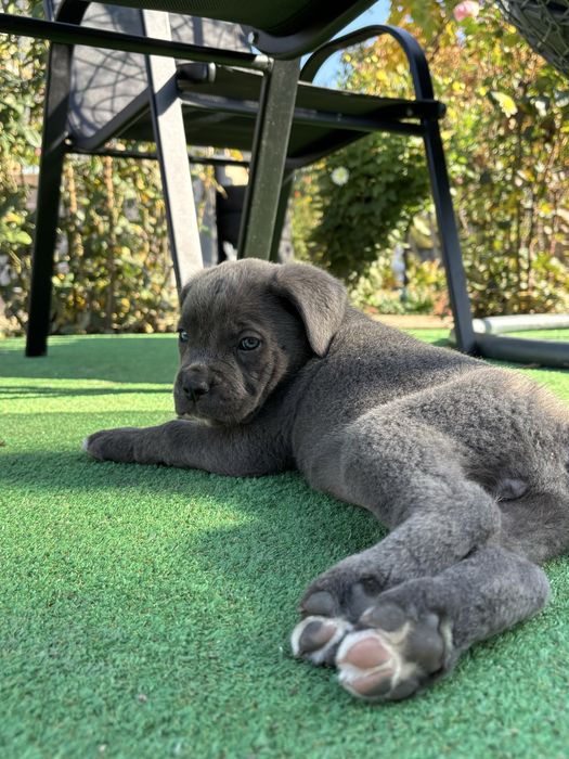 Кученца Кане корсо