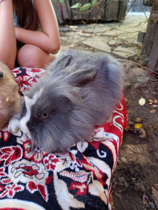 Pui de iepurași cap de leu - 50 lei