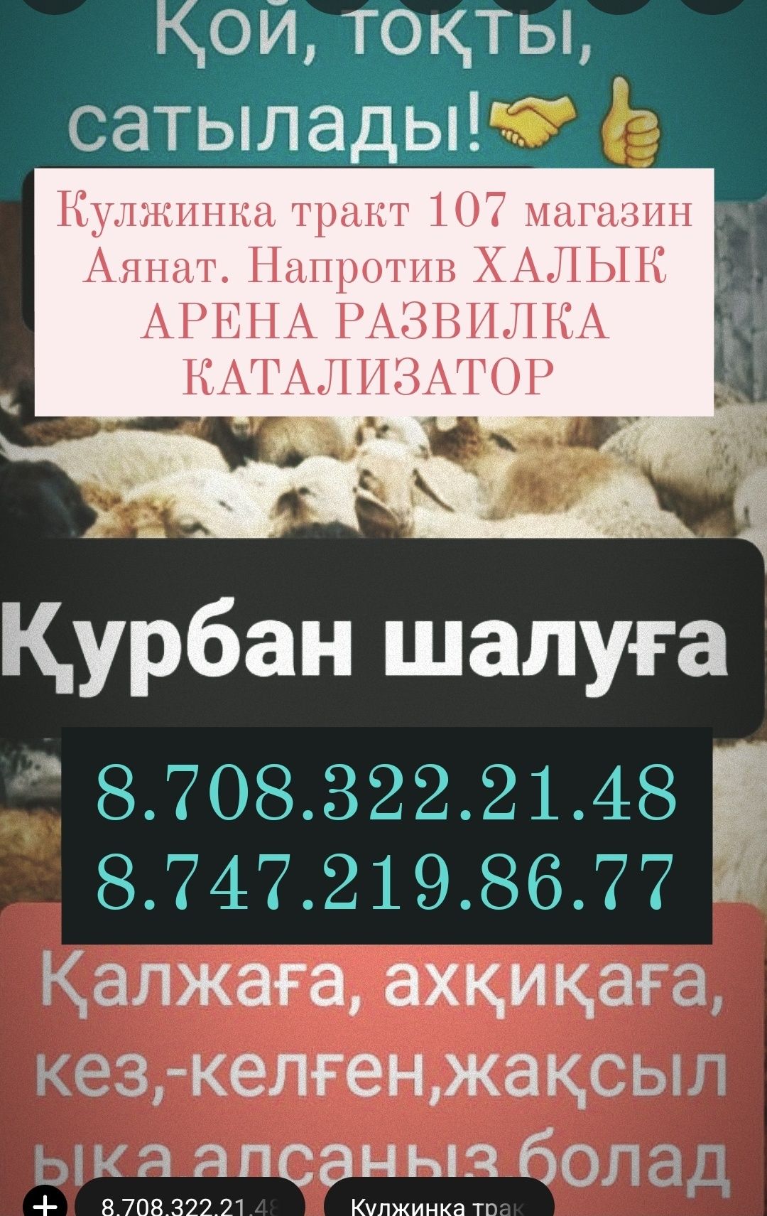 Кой Бараны токтушки продаётся 35000тысч г Алматы.