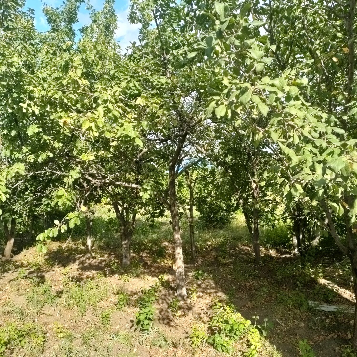 Үй сатылады, Продается Дом