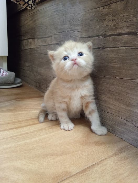 Продается котёнок / mushukcha sotiladi ( skotish straiyt )