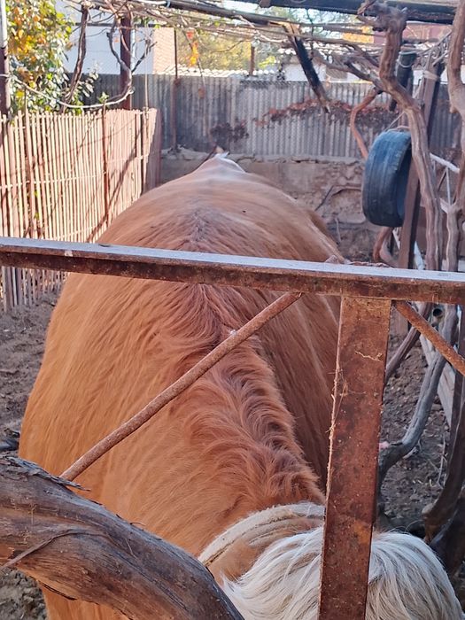 Сементал гунонжин