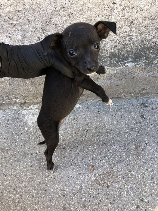 Кученца пинчери