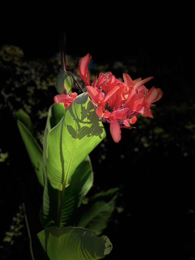 Canna indica 3 или повече броя луковици, в зависимост от размера