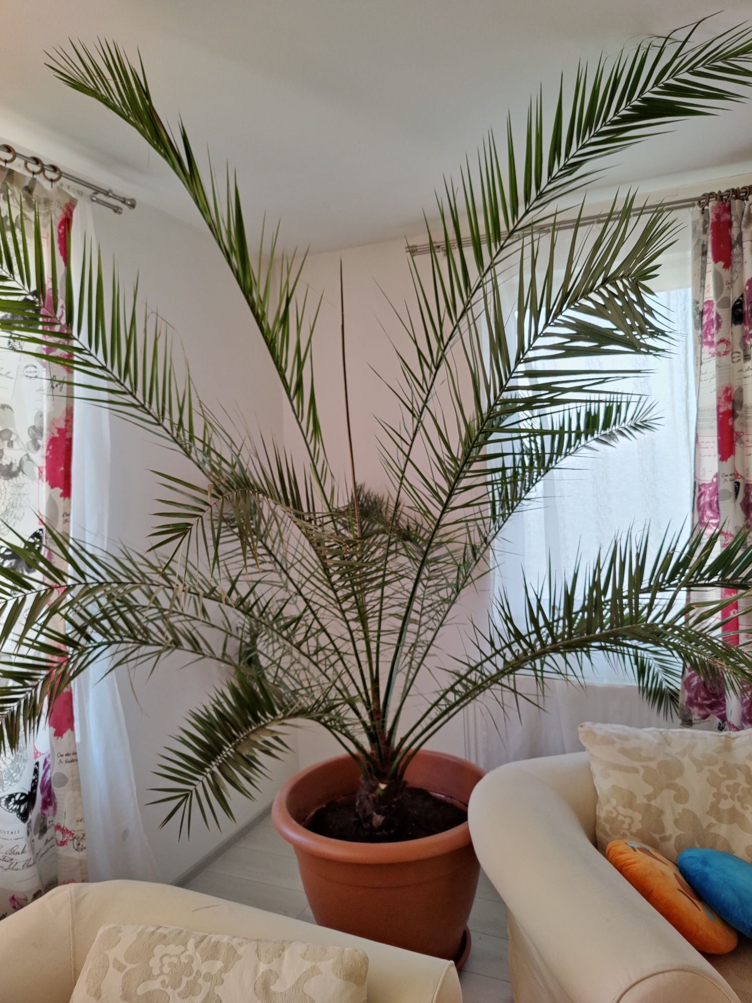 Vând palmier Phoenix canariensis de interior
