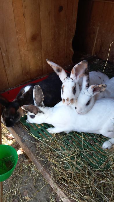 Iepurași de rasă rex pitic