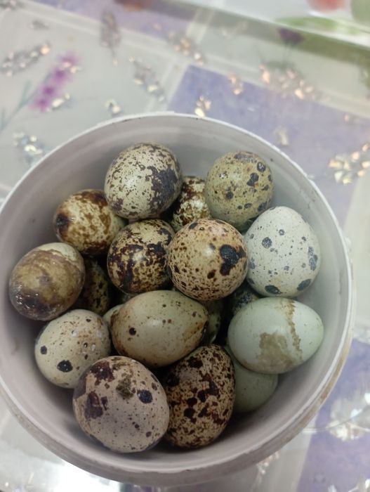Продам домашние перепелинные яйца