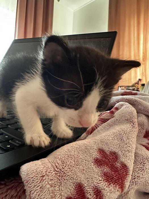 Pisoi adoptie pisica pui