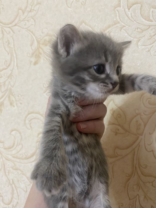 Отдам котят ,серого расцвета девочка,темненький мальчик,