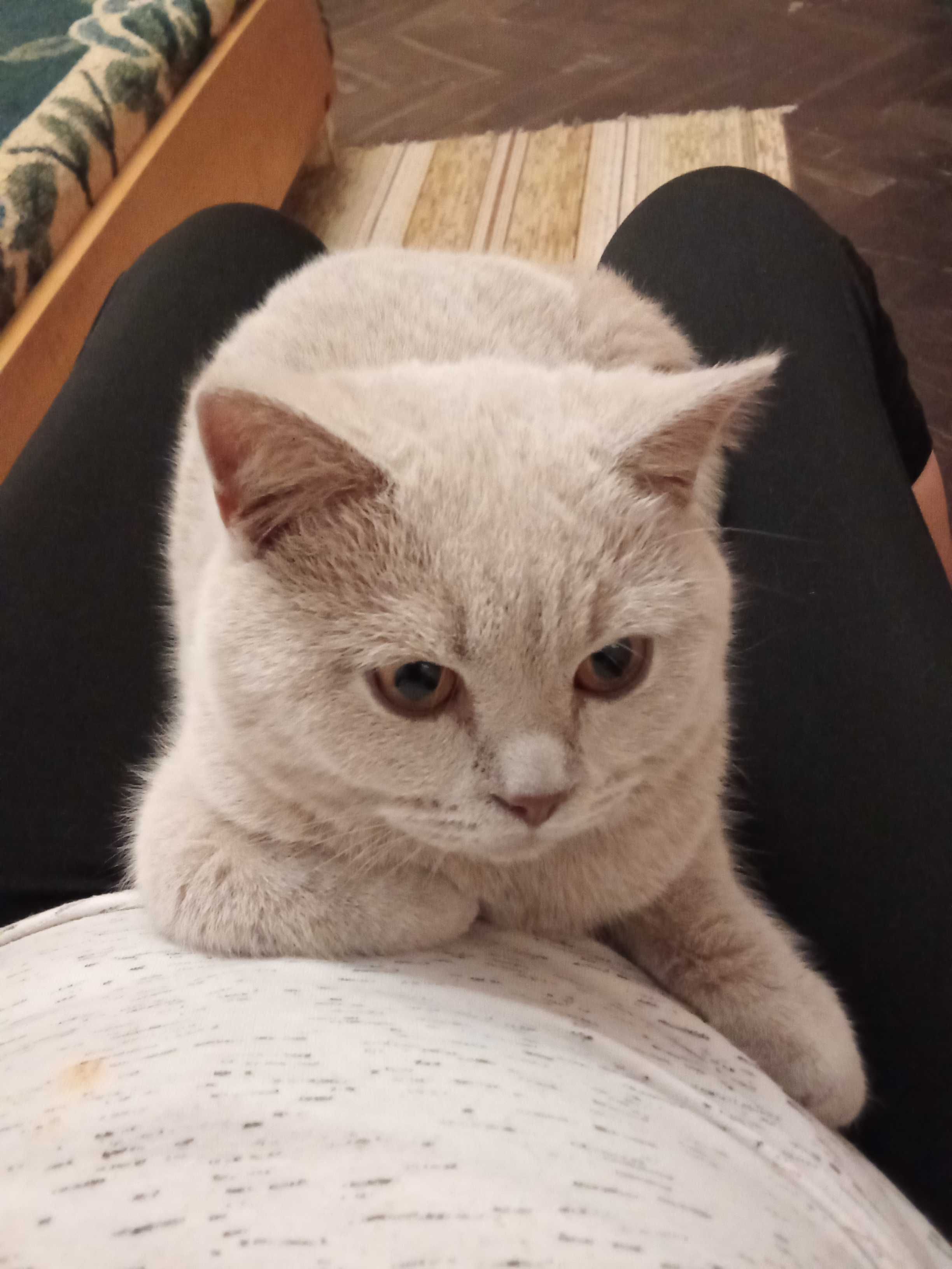 Продавам британска късокосместа котка