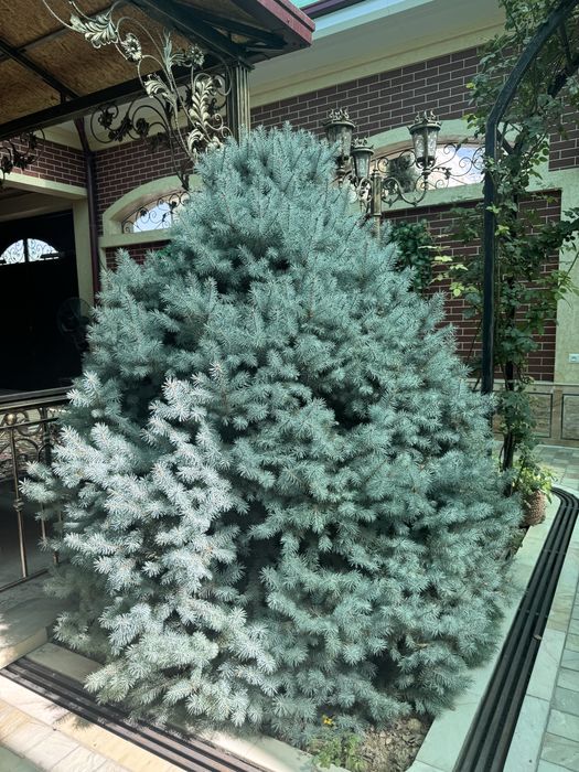 Голубая Ель (Picea pungens Glauca)