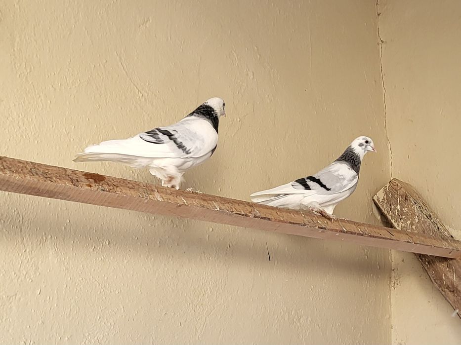 Голуби такла. Турецкая порода алла.