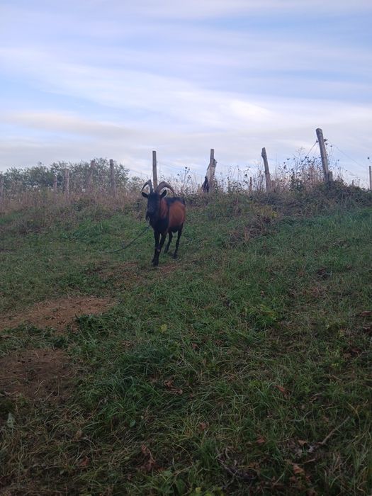 Vând țap alpin francez