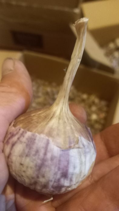 Продам чеснок крупный средний сортовой