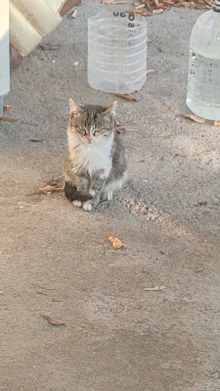 СРОЧНО Отдам бесплатно 3-х месячных котят (мальчиков и одну девочку).