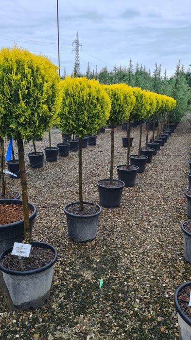 Plante glob, tuia, buxus, euonimus, photinia etc
