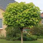 Catalpa (Nana ) .