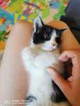Buna ziua! Ofer spre adoptie!