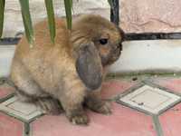 Кролик Французский Баран