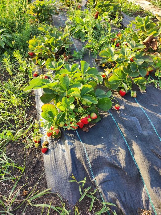 Teren intravilan 939 mp Sânpetru – PUZ aprobat, foișor și puț forat