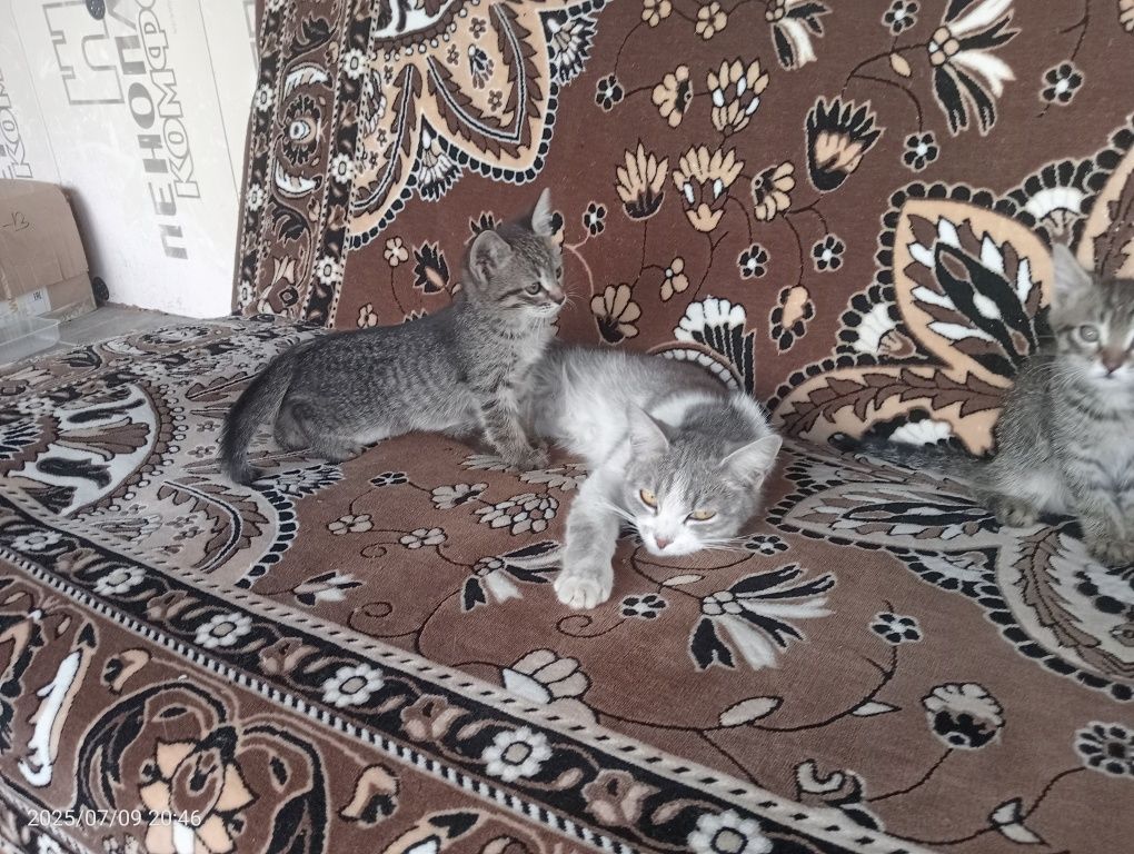 Отдам котят бесплатно.