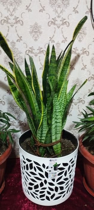 Сотилади сасувер гул