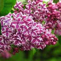 Liliac cu flori bicolore deosebit