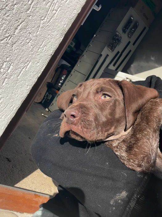 Pui brac german spre adoptie