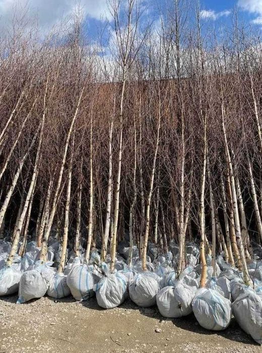 Plante pentru umbră și parfum inclusiv tei și platan