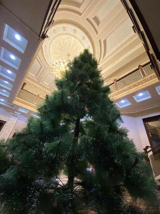 Елка арча продам 2,80-3