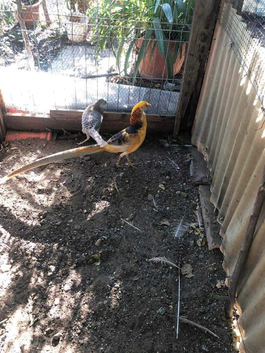 Fazani Auriu pe Galben – maturi, foarte frumoși