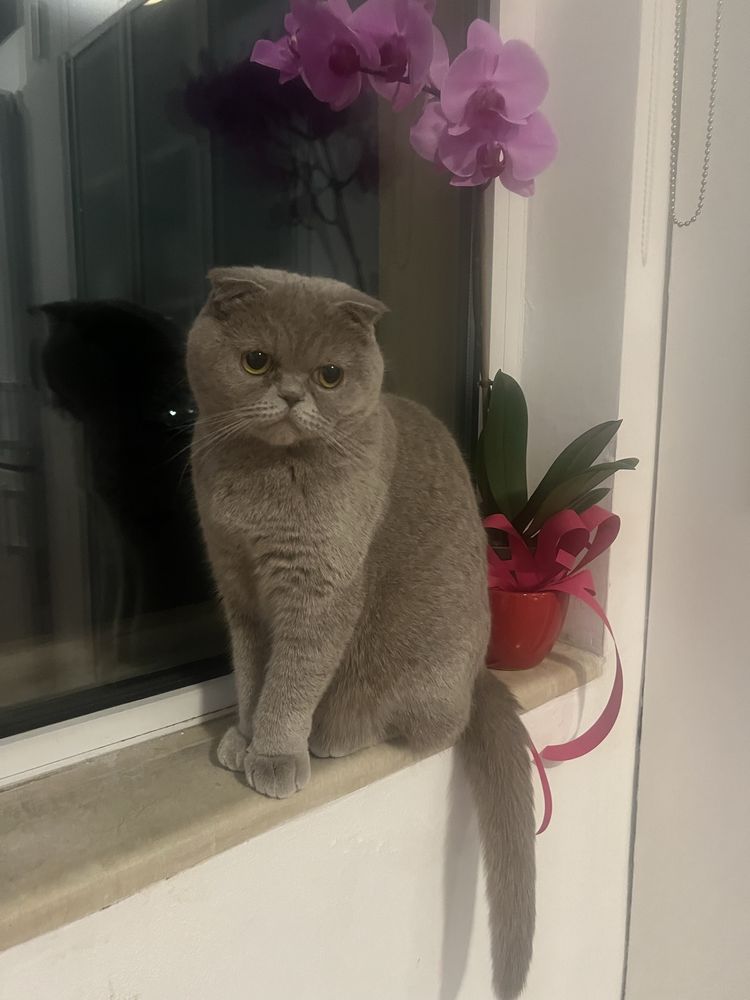 Британско мъжко коте
