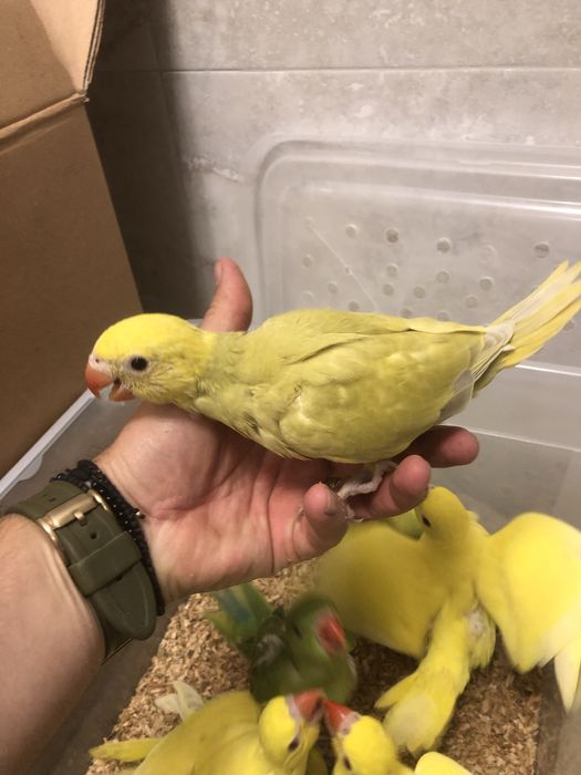 Papagali vorbitori pui blanzi micul alexandru alexander