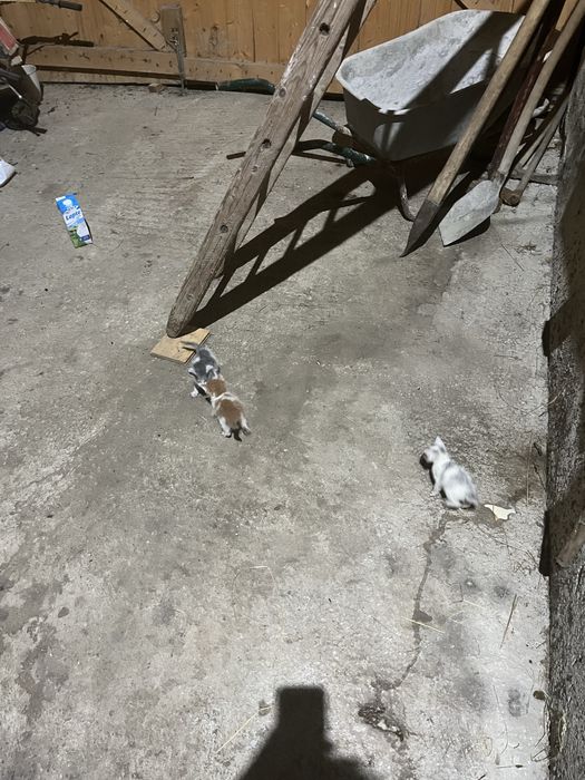 Pisici pentru adoptie