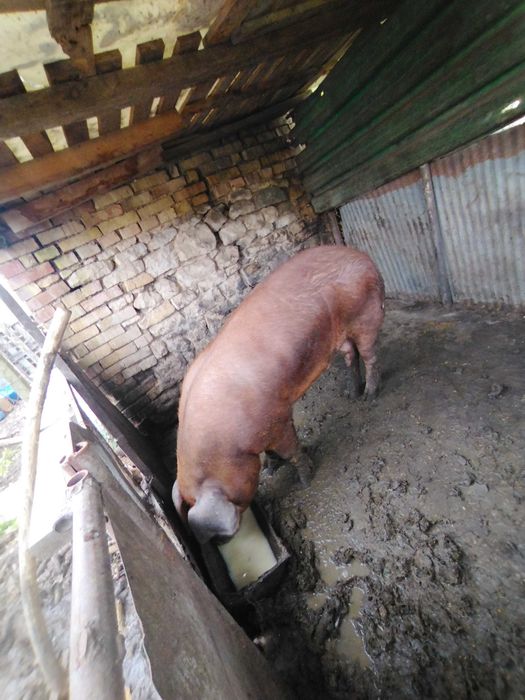 прасенца на два месеца