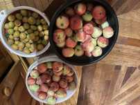 Яблоки вкусные сорт малиновка есть 10 и 5 литров