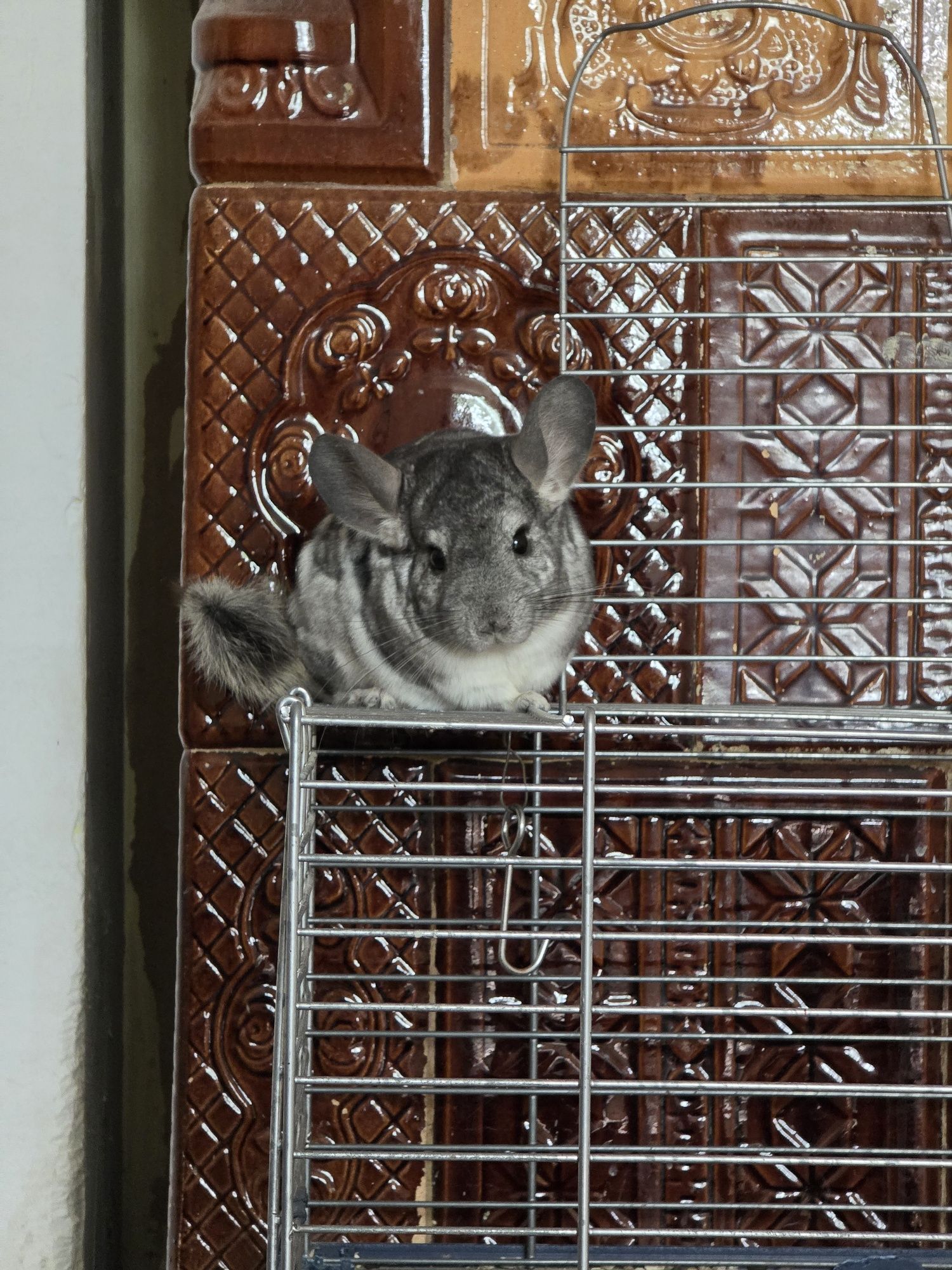 Vand chinchilla, 2 masculi, 3 femele