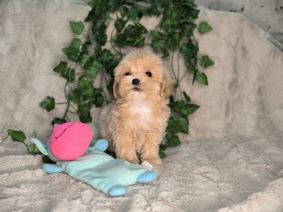 Vand baietel maltipoo toy - minitoy F1