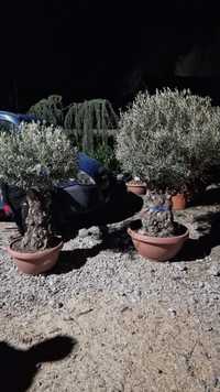 Plante Ornamentale de diferite specii