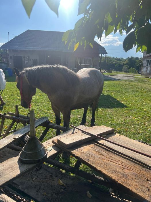 Vând cal de 9 ani