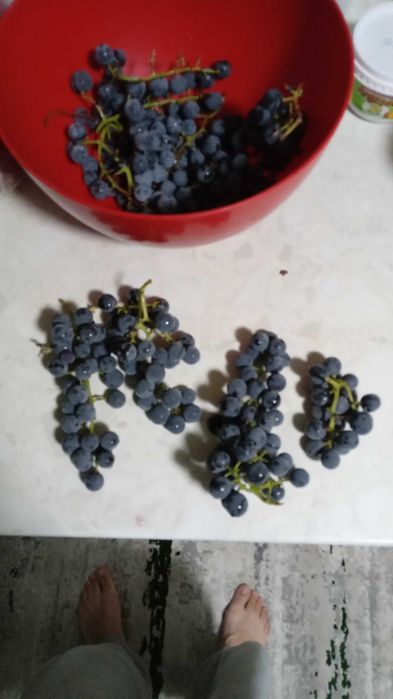 Struguri negri, gust tamaios, autohton, de vanzare