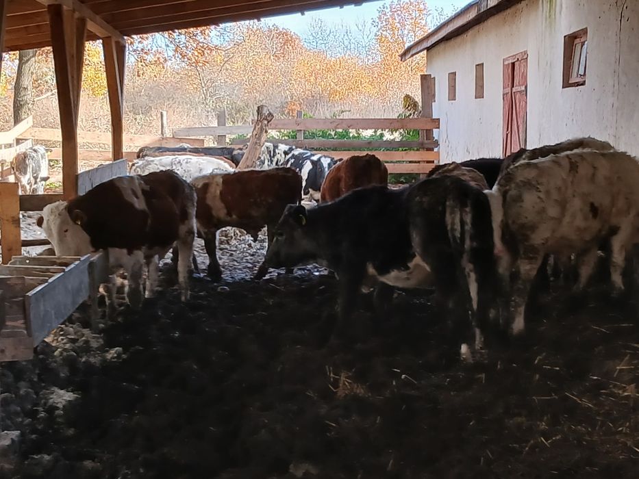 Vând 26 de vitei
