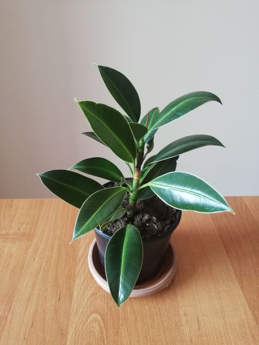 Цветы для дома и офиса. Фикус сорт Мелани эластика