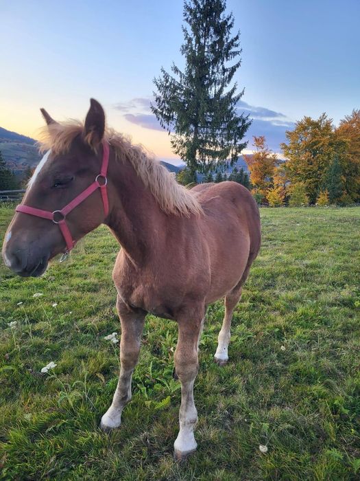 Vând manz de 6 luni