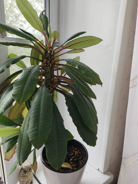 Продам цветок - молочай гребенчатый