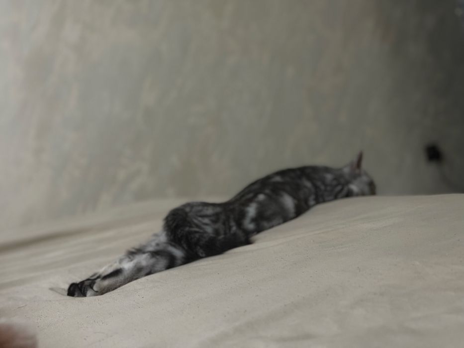 Скоттиш страйт продается кошка