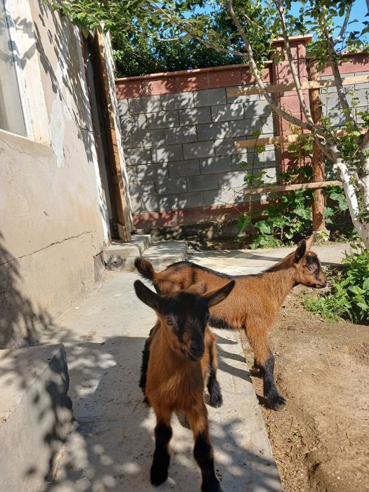 Ешкі сүті сатылады.